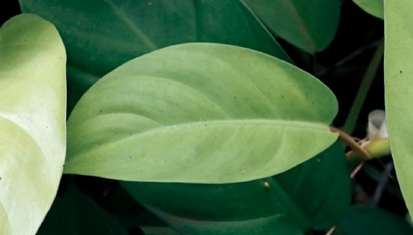 TMM Üzerinden 22. Uygulama Gerçekleşti: Limak Çimento & Polisan Kimya